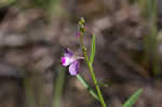 Showy milkwort